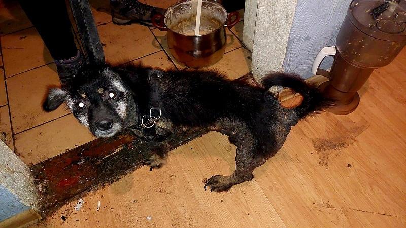 Pies odebrany właścicielce po interwencji służb. 38-letnia jaworzanka odpowie przed sądem